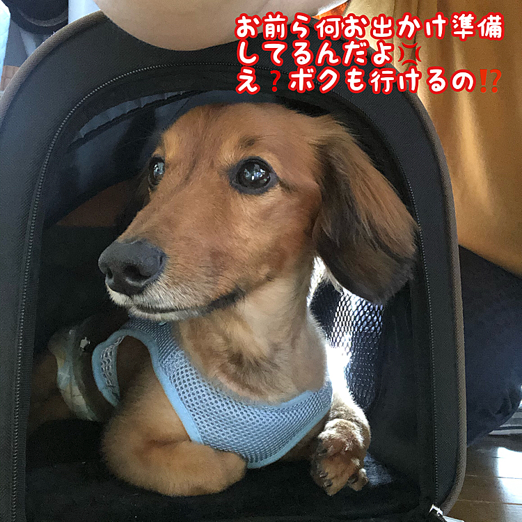 片道2時間乗ってられるかな？
お出かけするよ～٩( ˶˙ᴗˆ˶ )وｴｲｴｲｵｰ!