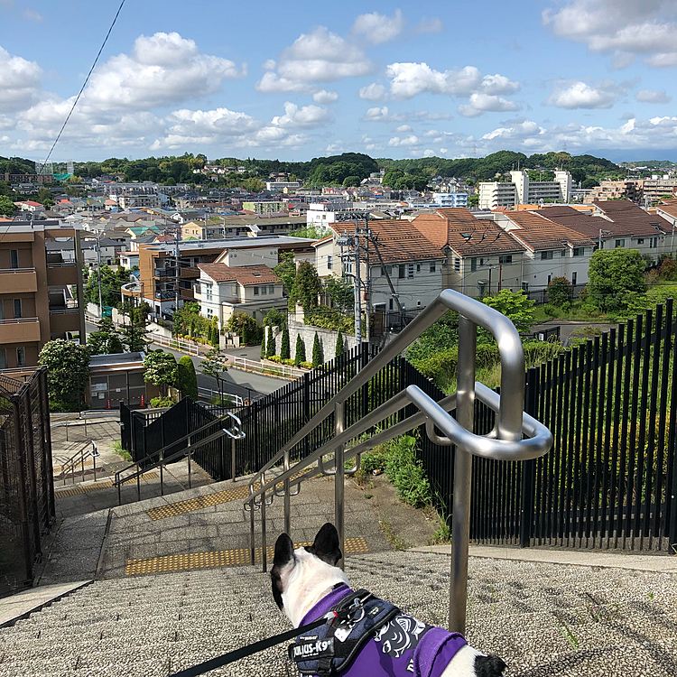 ここのところ冴えない天気が続いていたまろ地方ですが、今日は暑くなりそうです😅