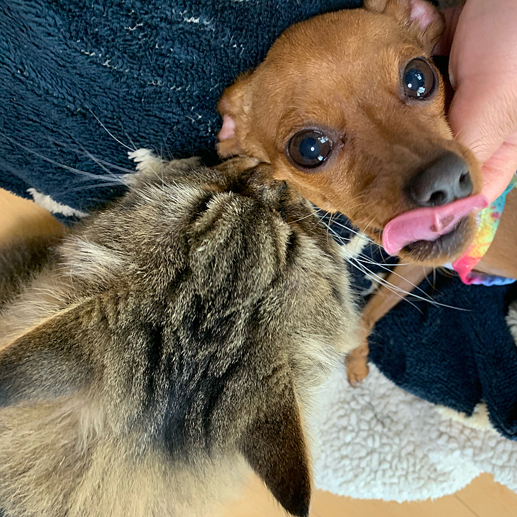 実はこの二匹仲良しです😊💕何故かミミちゃん、猫にはシャーシャー言うのに犬には言わない犬好きなんです🥰