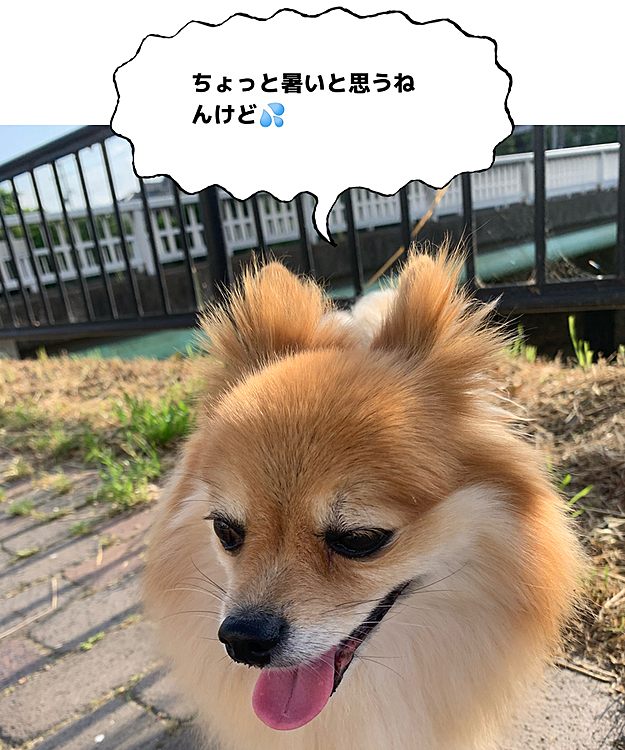 朝の散歩、ちょっと長めに1時間行ってきました😊
日差しが強かったです😅