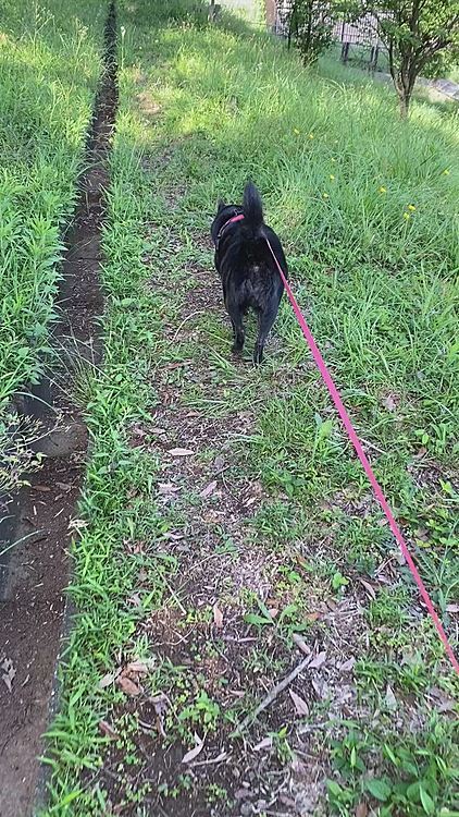 
道なき道を行く🐶
何か、出てきそうでドキドキな🧑🏻‍🦰
