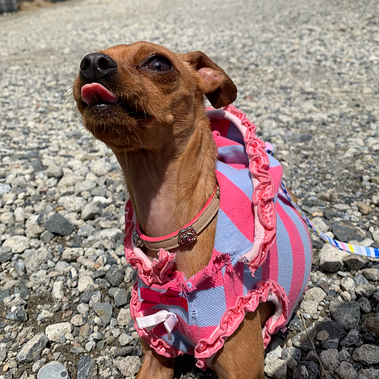 お散歩の時の服装を飼い主も、ラムちゃんも失敗しました😅