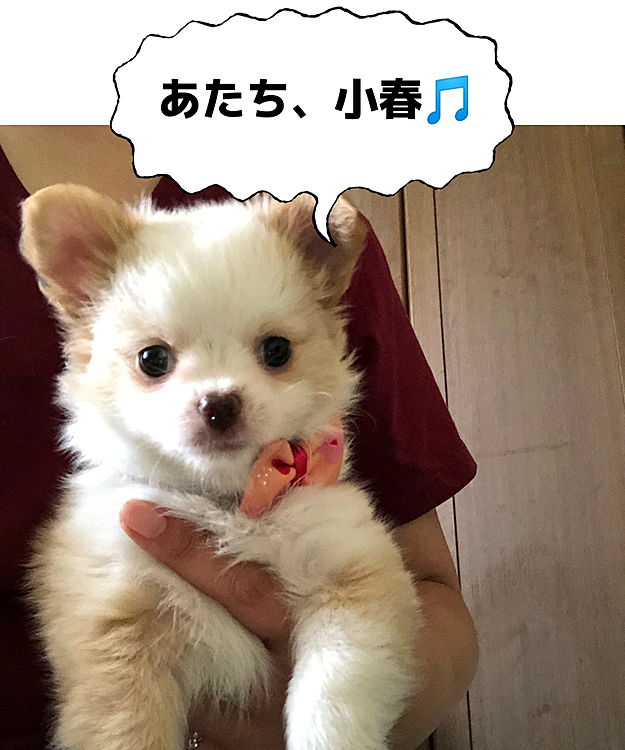 小雪のシャンプー🧴が終わってから
お迎えに行ってきました🚗