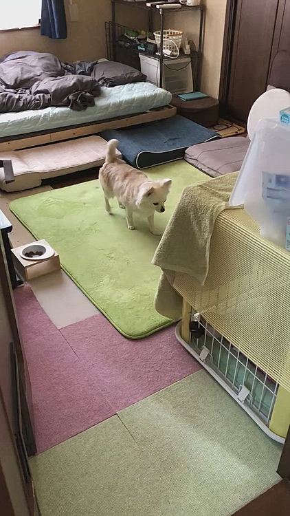 小雪の反応は、威嚇するわけでもなく
でも、気になる…
でも、未知の生物やん💦みたいな😂
しっかりソーシャルディスタンスを保ってます🐶
これからどうなることやら🤣