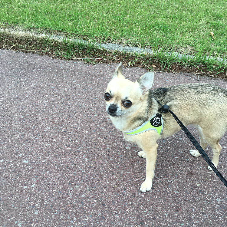 夕方、涼しくなってお散歩へ行って来ました🐕🎶
pocoはこの公園の芝生では、動かず固まっちゃうんです🤣
前、何か踏んだのか分からないんですが… 
