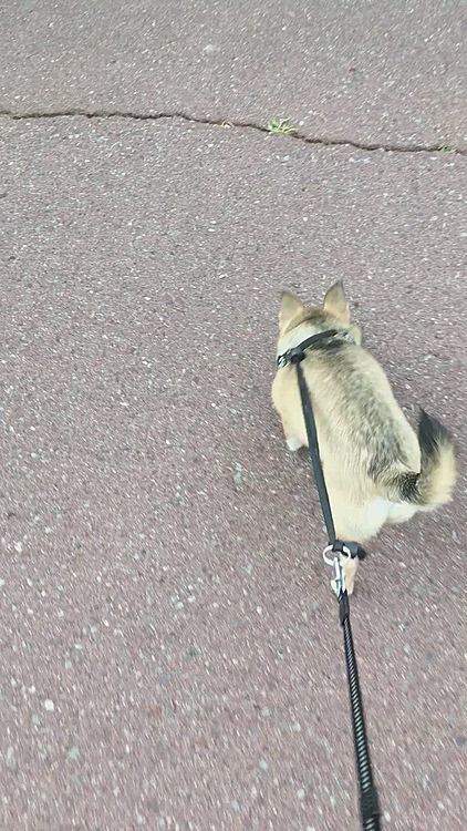 一昨日、トリミングへ行ってお尻の周りをまるくカットしてもらいました😃
このシッポ付近が可愛いんです😍💕
(親バカでスミマセン)