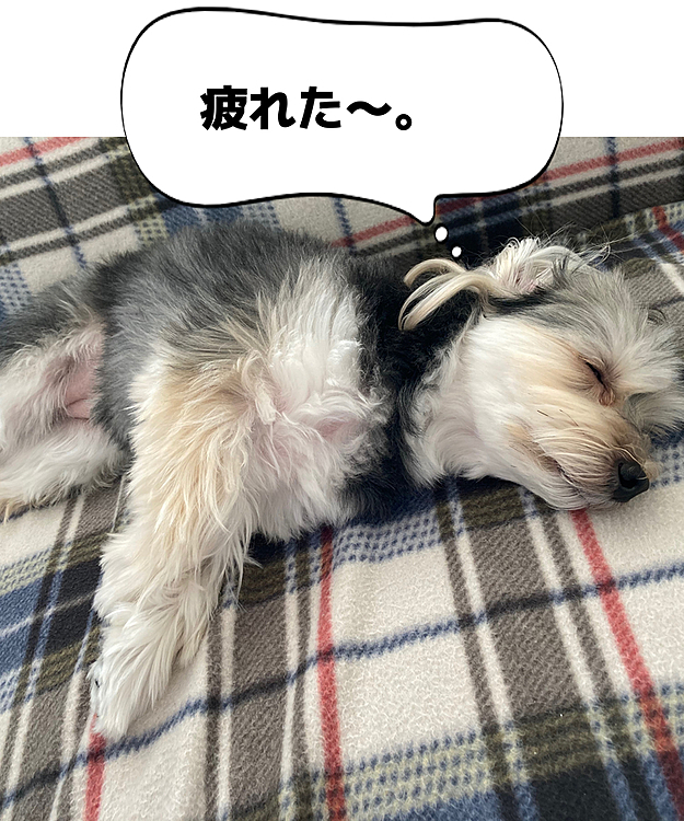 午前中、1時間お散歩し、シャンプー🧴したら疲れてしまい、ソファーで寝てしまいました。