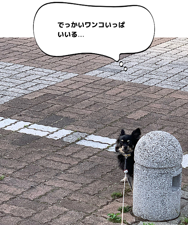 公園の車止めから様子を伺い動かない…