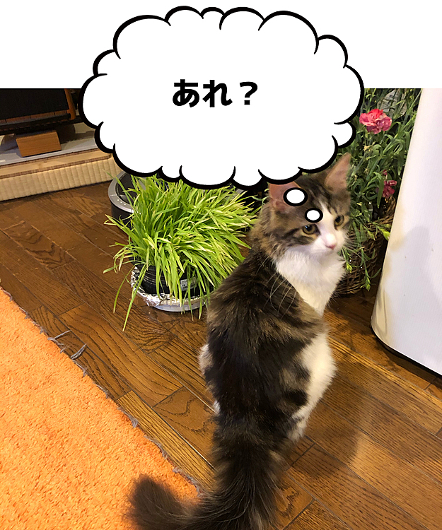 Chocoの投稿