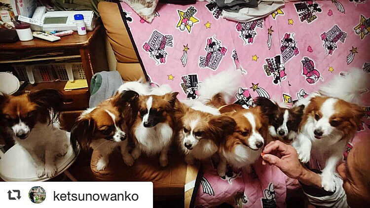 最近、親犬の飼い主がワンコ専用のインスタを始めました。
滅多に見れない親、兄弟全員集合の写真です❗️

左から
風磨と一緒に生まれた女の子
ママ
お兄ちゃん
パパ
武蔵
妹
風磨

散歩の時間が重なると軍団で歩いてます😆
