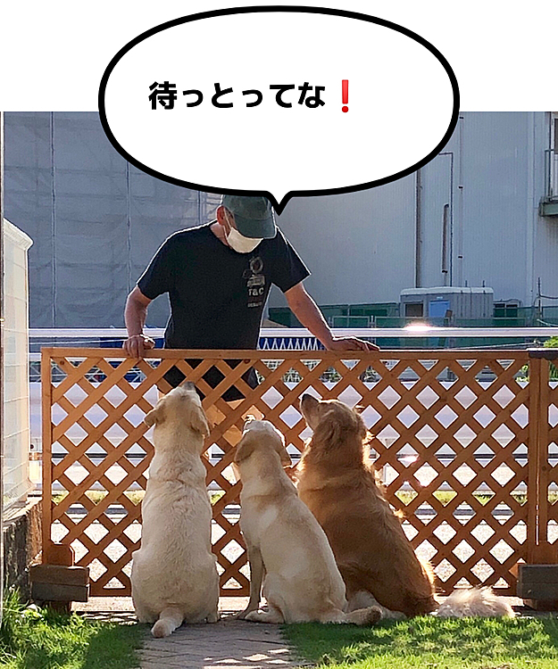 じいちゃん&ばあちゃん、ウォーキングの帰りに寄ってくれました❣️
お行儀良くお座りして、じいちゃんとお話しているお三方🐶🐶🐶💕

「ばあちゃんが今取りに行っとるで、ちょっと待っとってな」