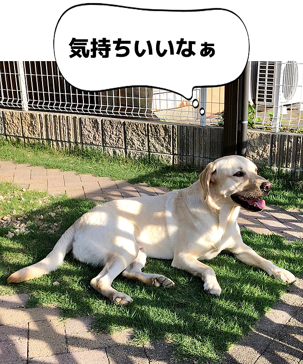 冷んやりした風を感じながら、芝生の上でひと休みするライト🍀
今日も暑い日でした☀️