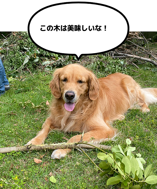植木屋さんのお手伝いしてるのー❣️ちゃうちゃう邪魔してますよ😩お庭スッキリしたね👌