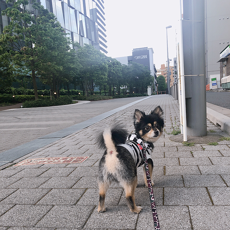 おはようございます🔆

早起きして連れて行かれました🐾

早朝すぎてお友達ひとりしか会えなかった、、💦笑

