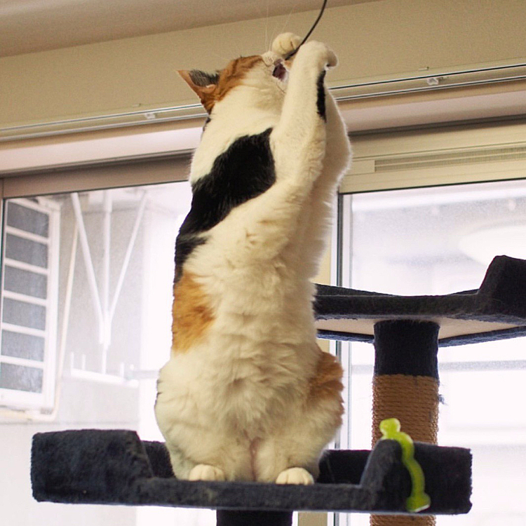 クロスキャッチにゃ