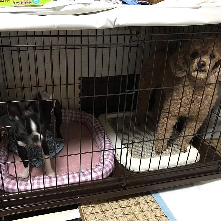 5/25
先日友達のワンコ、シオンとおはぎが遊びに来ました😊
おはぎちゃんは女の子で、小さいので、アラシはちょっと遠慮気味で、近寄っても怒らないんですが、シオンが近くに寄ってくるとめっちゃ怖い顔して怒ってます😫