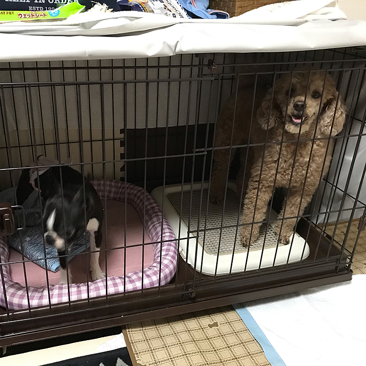 なのでおはぎとの写真しか撮れませんでした。この光景…
そうこなすとおんなじことしてみました😊
二人とも困り顔🤣
アラシは自分の家なのに隅っこやケージに入って避難してました😅母ちゃん抱っこして、怖いよ⤵️って感じでした🤣あかんたれなアラシです😅