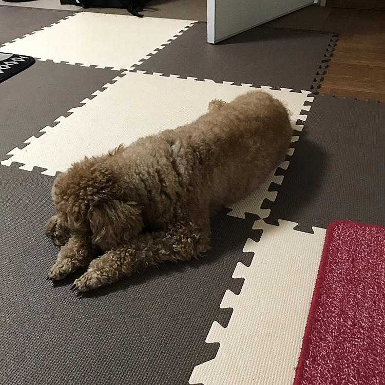 帰ったあと疲れたらしく、そして拗ねて私の近くにも寄り付かなかったです😆寝る時も、私の足元で寝てました🤣
次の日は機嫌もなおって、いつものアラシです👍