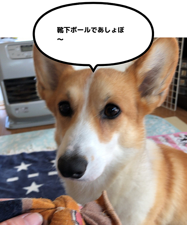 それで遊びたいらしい😃
必ず近くに置いてある🤣😃🤣笑笑