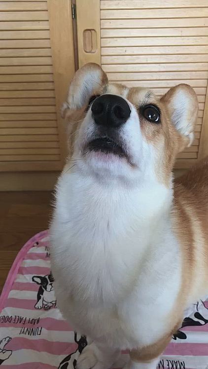 あしょんであげしゅよ🤣🤣
ほらほら〜🤣
それ、そんなに楽しい？笑笑
その靴下の柄は、コーギーなのよ😍