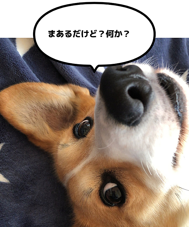 寝てたまあるに話しかけたら😃
顔だけこっち見た🤣🤣笑笑
どうせ用ないでしょ？ってか💦
うん、特にないよ🤣🤣🤣