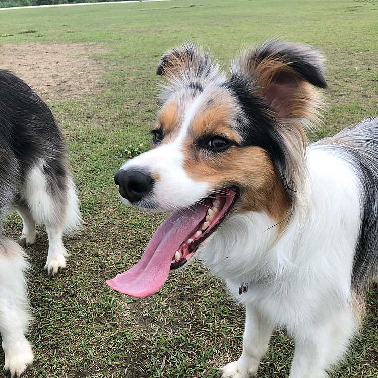 今日も朝1番で広場へ🚗💨
いつものしゃもじベロ👅のエト🐶
