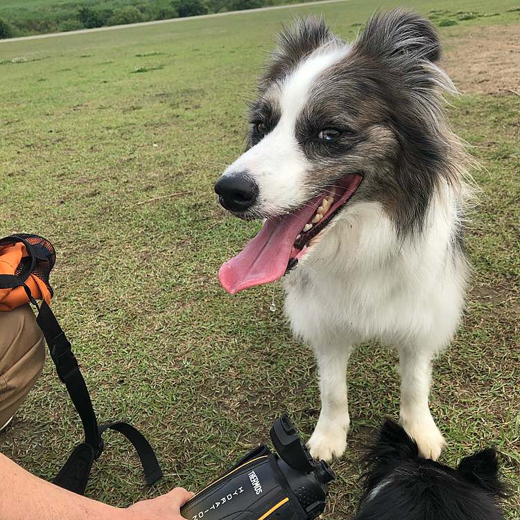 水の補充待ちのウタ🐶
