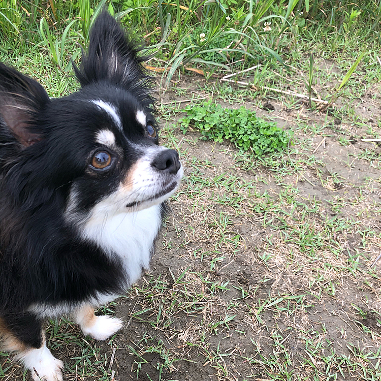 今日は全くやる気がなく😱
朝ごはんの時間が近づき早く帰りたいトコ🐶
