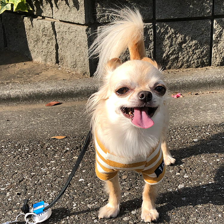 こんにちは☀️
午後のお散歩、暑かったです💦💦
ハァハア〜のどが渇いたようです🐶💦