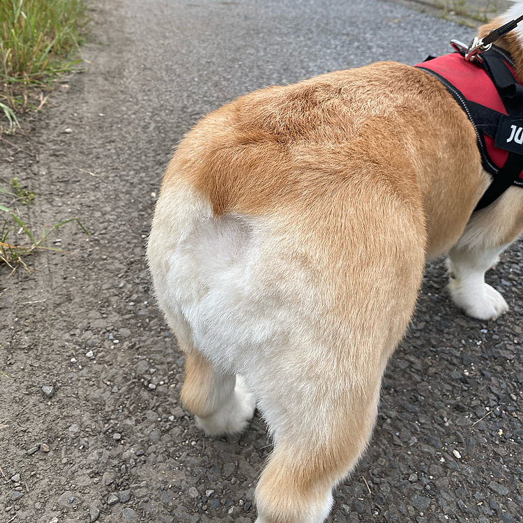 今日はパパが仕事から帰って来るのが早かったから夕散歩に行ってそのついでにお尻をママに内緒でカットしてくれたんだけど、ガタガタだよ〜ママに治して貰わないと（笑）