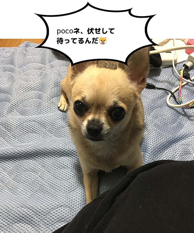 キャベツ、いっぱい食べるとお腹壊すから程々にねー👍