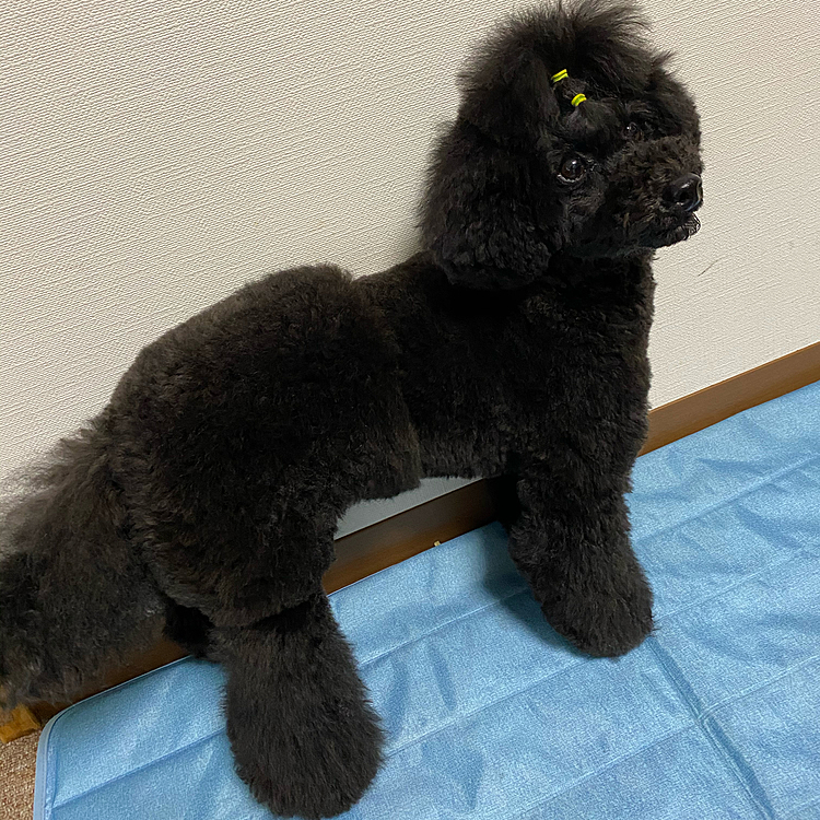 トリミング行きました❣️
おパンツカットにしたくて今準備中‼️😊
お尻部分がもっと伸びればモコモコに😍
