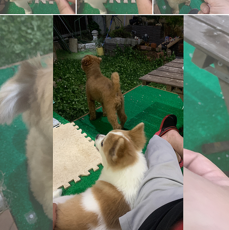 やまとは疲れて休憩
ちょっとは運動せなあかんのに〜😅