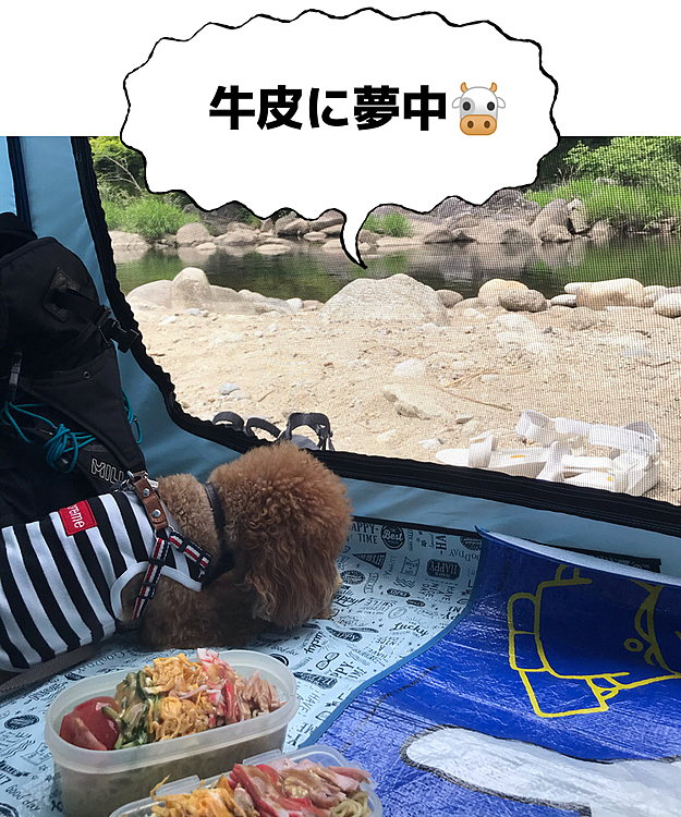 お昼は冷え冷えの冷やし中華のお弁当なのに失敗かも😱と思っていたらどんどん雲が取れて晴れて来ました☀️
そして先日ドライヤーの際に活躍した牛皮をハッピーに噛み噛みさせておき、その間に珍しく2人同時にゆっくりお昼を食べる事ができました👍
作成大成功💡
