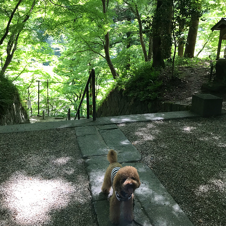 日が当たる所では少し暑かったですが、木陰はひんやり涼しくてとても気持ち良かったです🌿
見えるグリーンは全てモミジなんですが、新緑が眩しかったです☺️
