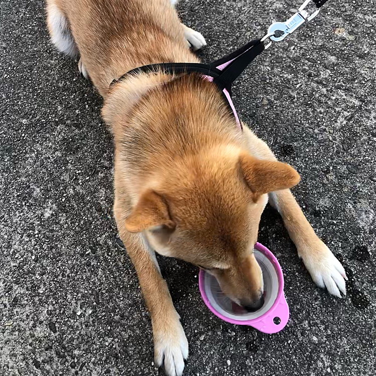 最近暑すぎて☀️こんな風にして水を飲むペルシア😊