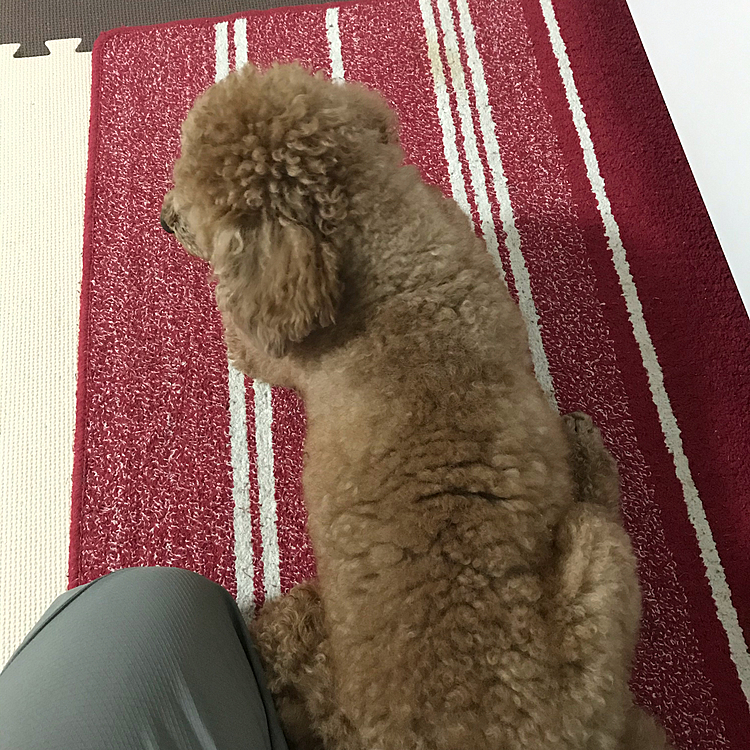 5/26
今日も朝の4時に起こされ、散歩に出かけました。途中、犬ばた会議で会うくまちゃんに会って一緒に散歩して、後半なのにくまちゃんと一緒と言うことで、イキイキと最後まで散歩してましたよ😊
1時間歩いてたので、アラシは途中で帰りました。一緒の散歩楽しかったみたいです👍