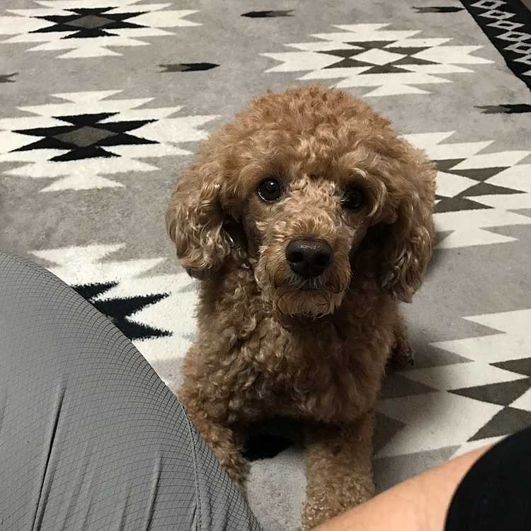 そして、5時30にはアラシの朝ごはん終了しました😅
母ちゃんがご飯食べてると…
僕には？と言う顔で見てますが、あなた先に食べたでしょ‼️
