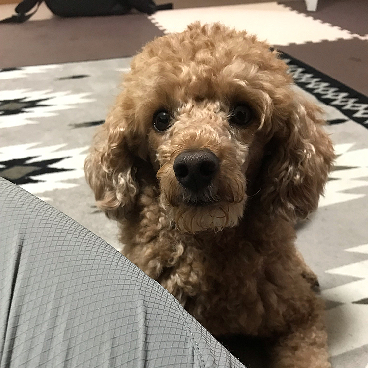 まだまだ、諦めないアラシ。
ずっと食べてるところを監視され、母ちゃんもご飯終了しました😄

アラシ、今日は長いお留守番になるけど頑張って。
明日はじぃじ、ばぁばのところに帰ろうね❣️散髪もしにいくよ😄