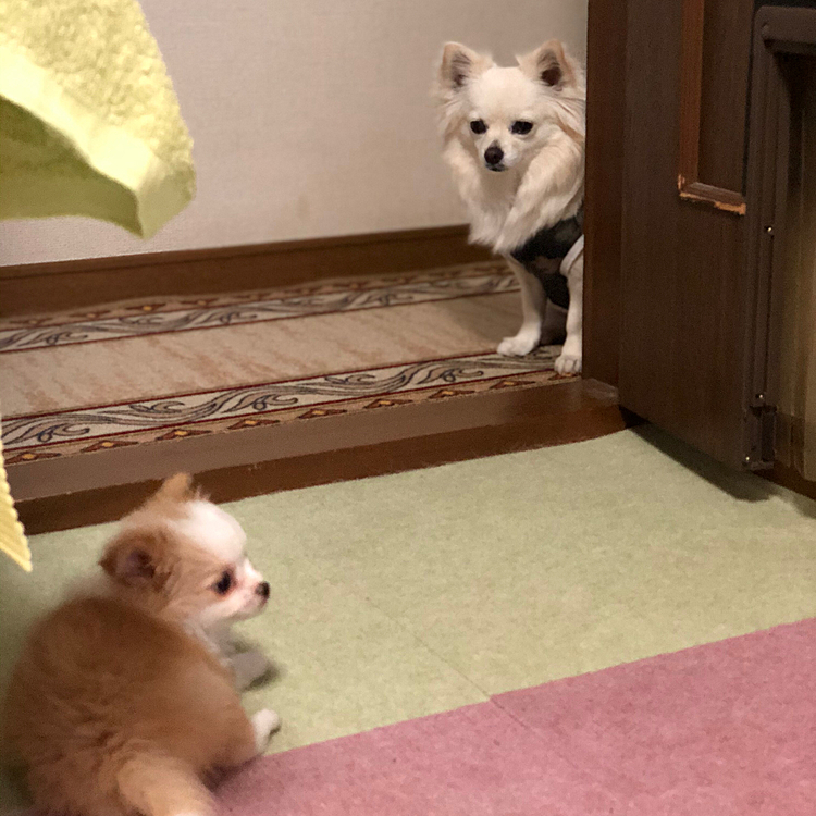 おはようございます😄
今朝の小雪🐶&小春🐶
ちょっぴりソーシャルディスタンス🤣