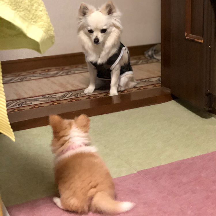 小雪が少し近づいて🐾