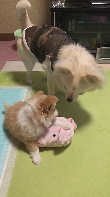 近づいてみたけど、どうしていいのか
分からない小雪🐶
ゆっくり焦らないでいいよ😊