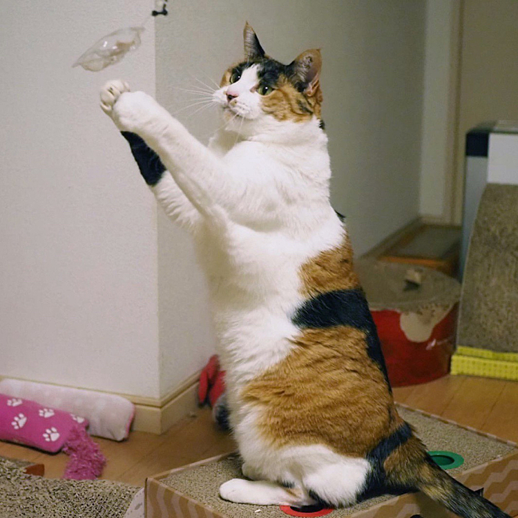 キャッチ失敗にゃ