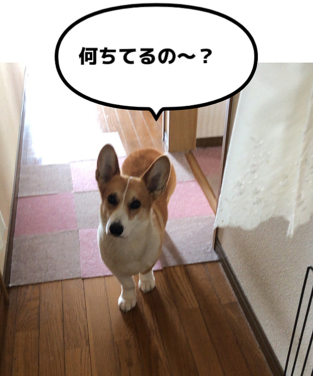 天気がいいのでお洗濯してるとそこまで来て様子を伺う😃まある❤️