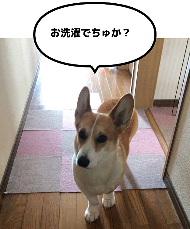 ちょっと待っててね😃
今日は沢山お洗濯するんだから😃
まあるのベッドも洗うからね😃