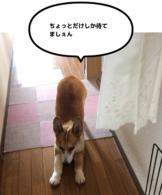 あらあら😃準備体操始めたね😃
ストレッチ大事よね😃
お待ちくださいね😃
こんな時こそお昼寝しててくれたら🤣🤣