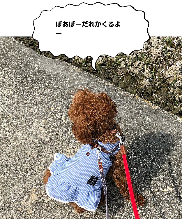 お散歩中の見知らぬご婦人と乳母車には可愛いぃ幼児が。多分女の子だね。❤️
お座りで撫で撫で期待してるのかも。😊
[おはようございます]のご挨拶だけでした。
撫で撫で残念だったねー。👵😊
