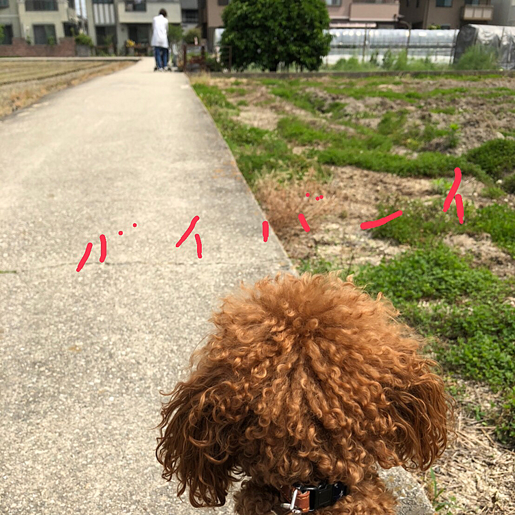 最後までお見送りしていました。👏👏
また会えるといいね。😊