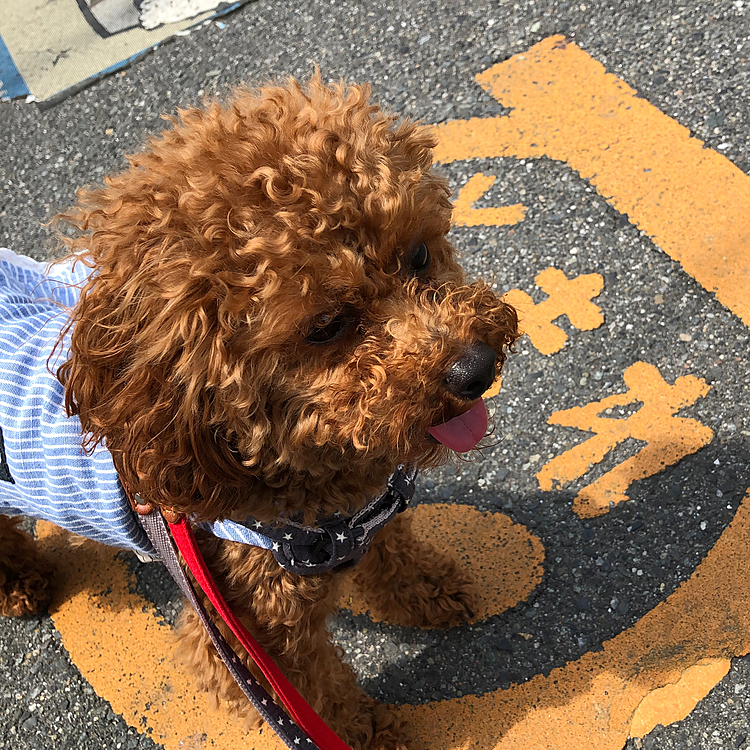 ちゃんと　とまれ出来ました。
偉いぞ桃。👵👏👏

当人🐶は目もうつろ。
バテバテでーす。😆
お疲れ様でした。❤️❤️