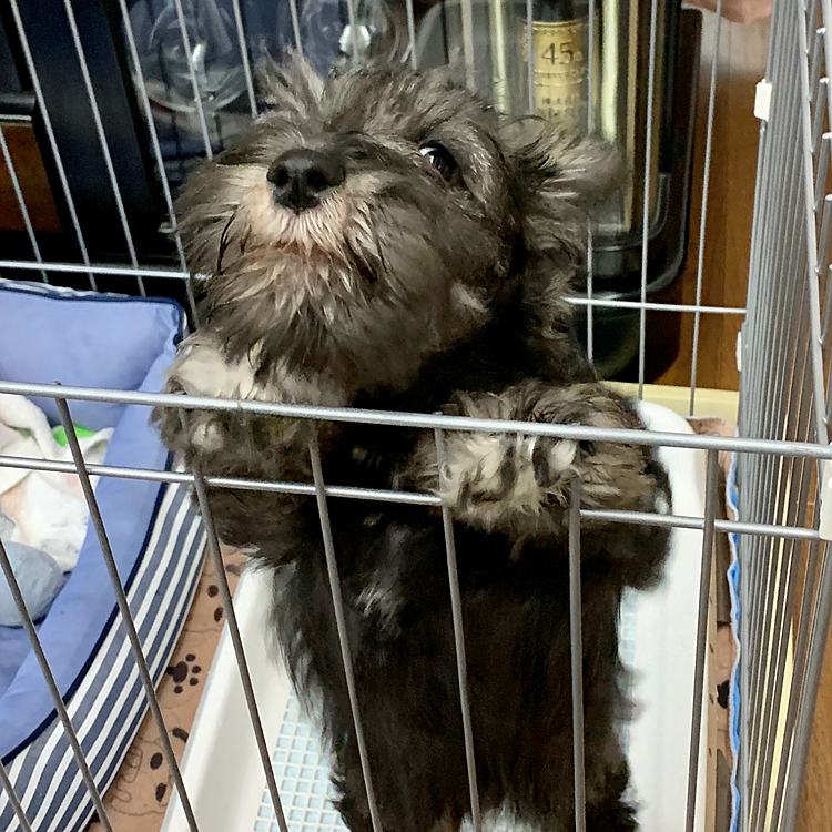 脱走を狙っています。
